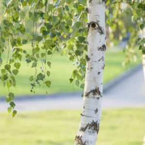 Birch tree, Betula