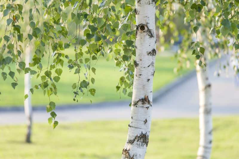 Birch tree, Betula