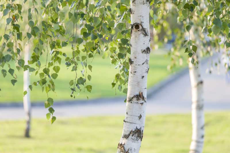 Birch tree, Betula
