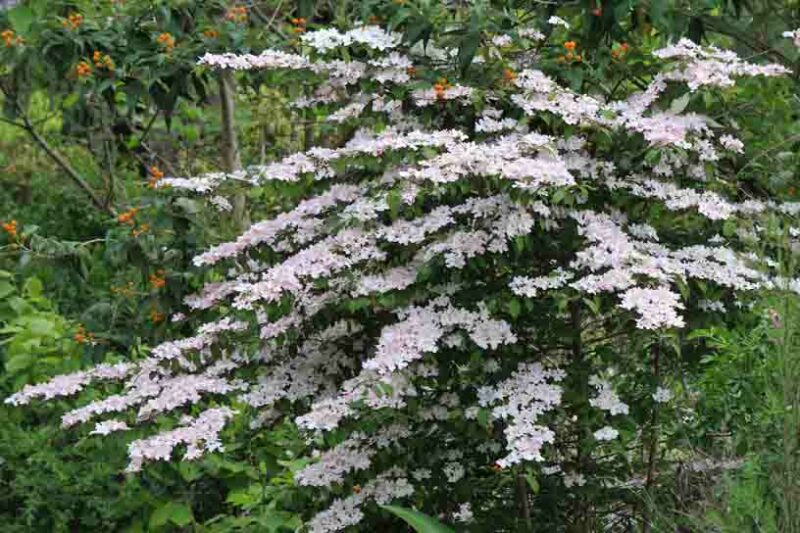 Viburnum plicatum 'Pink Beauty', Pink Beauty Doublefile Viburnum