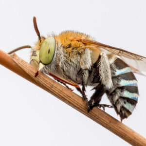 cuckoo bee