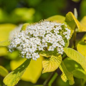 viburnum lantana aureum, Aureum wayfaring Tree