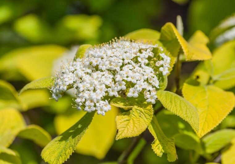 viburnum lantana aureum, Aureum wayfaring Tree