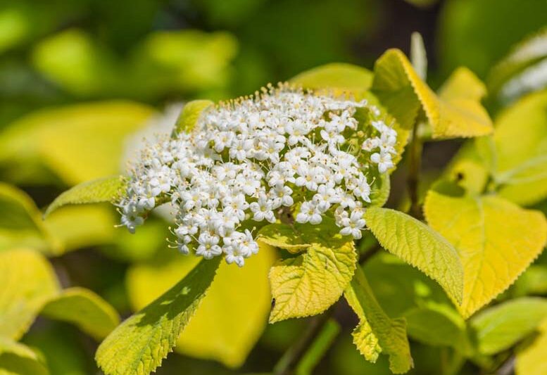 viburnum lantana aureum, Aureum wayfaring Tree