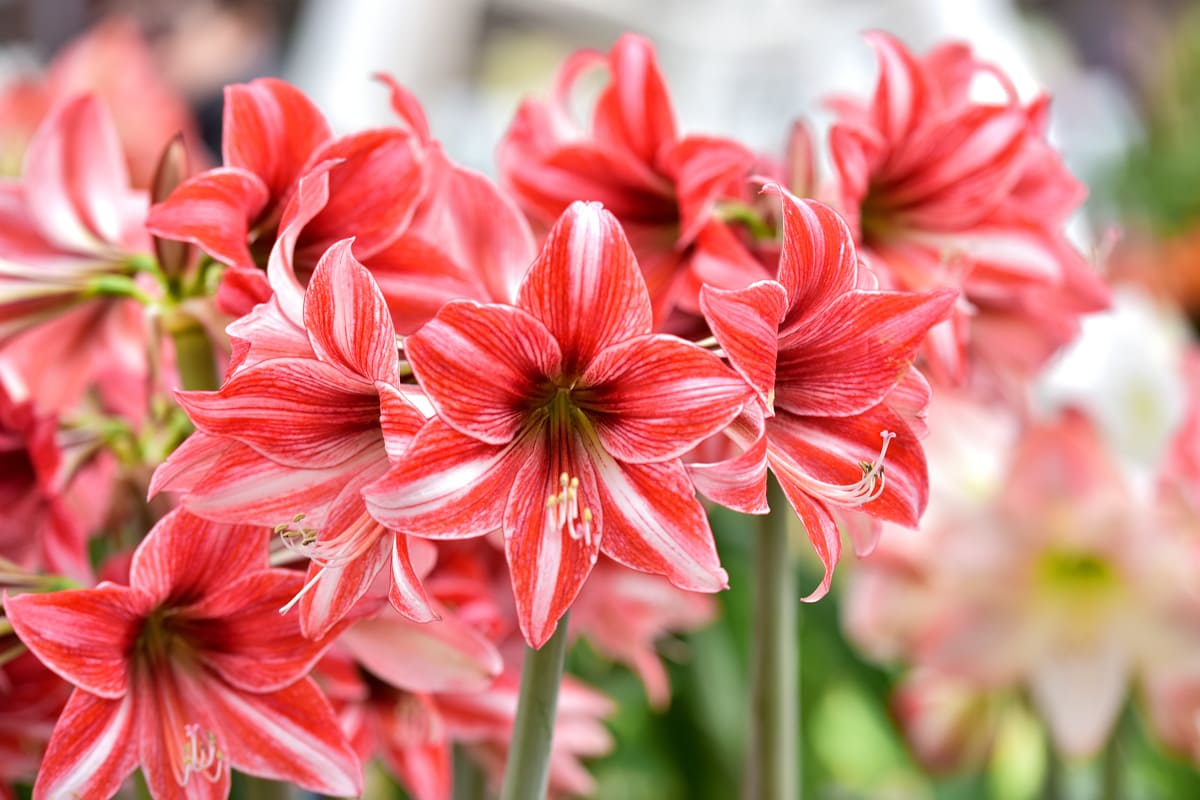 Gardenia.net, Amaryllis, Hippeastrum