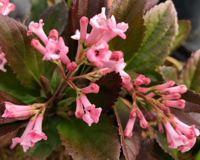 Viburnum Sweet Talker, Sweet Talker Viburnum, Fragrant Viburnum, Viburnum 'NCVX4'