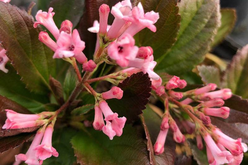 Viburnum Sweet Talker, Sweet Talker Viburnum, Fragrant Viburnum, Viburnum 'NCVX4'