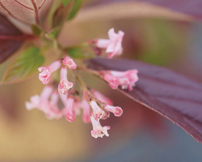 Viburnum Sweet Talker, Sweet Talker Viburnum, Fragrant Viburnum, Viburnum 'NCVX4'