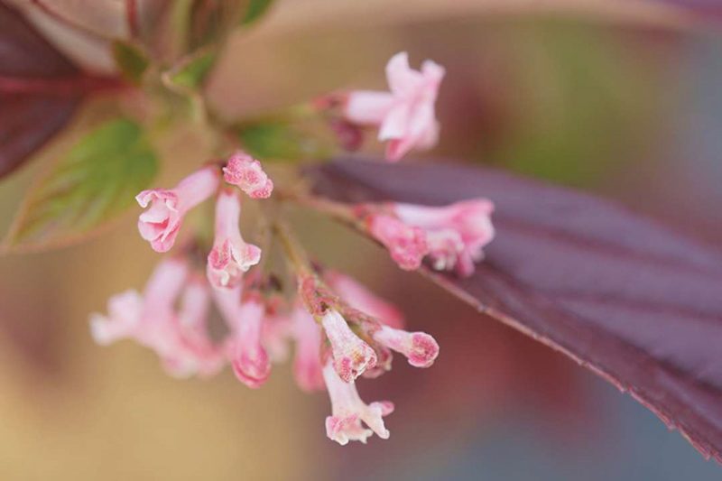 Viburnum Sweet Talker, Sweet Talker Viburnum, Fragrant Viburnum, Viburnum 'NCVX4'