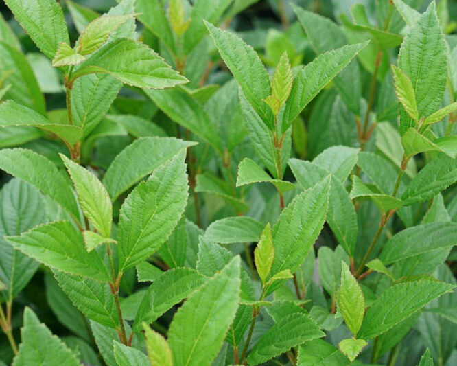 Viburnum Sweet Talker, Sweet Talker Viburnum, Fragrant Viburnum, Viburnum 'NCVX4'