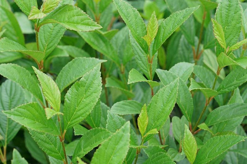 Viburnum Sweet Talker, Sweet Talker Viburnum, Fragrant Viburnum, Viburnum 'NCVX4'