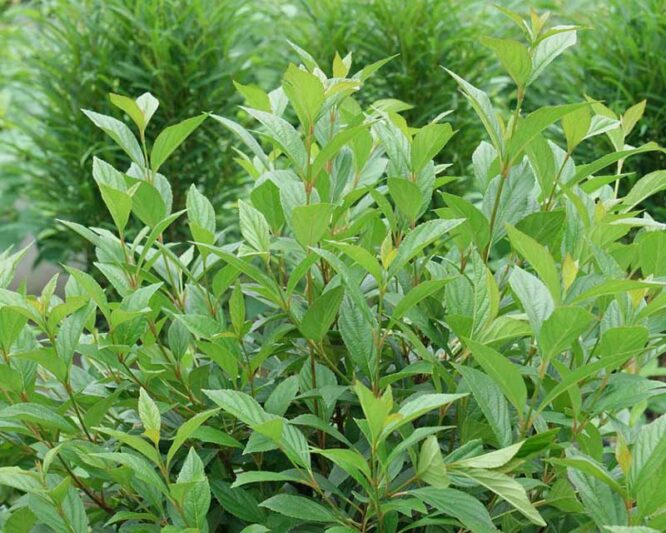 Viburnum Sweet Talker, Sweet Talker Viburnum, Fragrant Viburnum, Viburnum 'NCVX4'