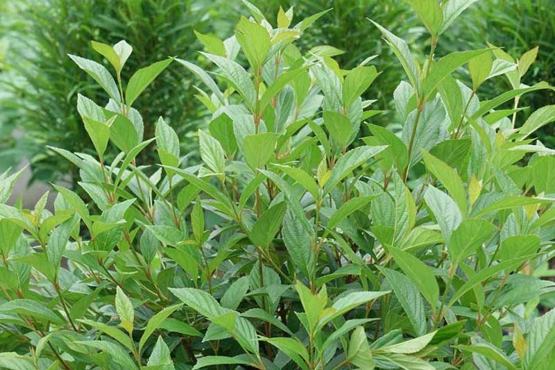 Viburnum Sweet Talker, Sweet Talker Viburnum, Fragrant Viburnum, Viburnum 'NCVX4'