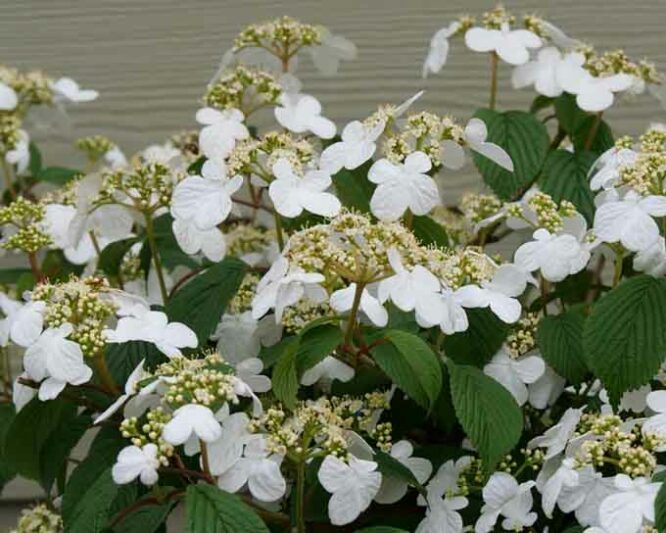 Viburnum plicatum Steady Eddy, Steady Eddy Doublefile Viburnum