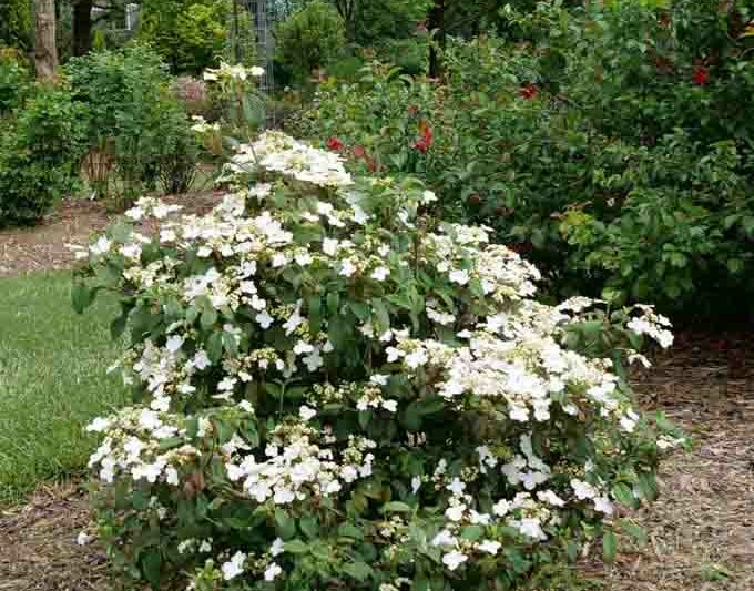 Viburnum plicatum Steady Eddy, Steady Eddy Doublefile Viburnum