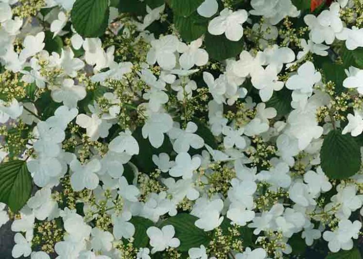 Viburnum plicatum Steady Eddy, Steady Eddy Doublefile Viburnum