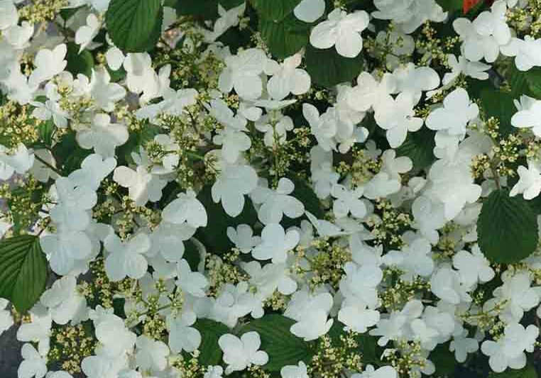 Viburnum plicatum Steady Eddy, Steady Eddy Doublefile Viburnum