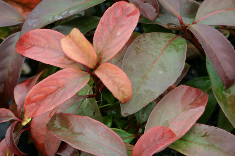 Viburnum Handome Devil, Handsome Devil Viburnum