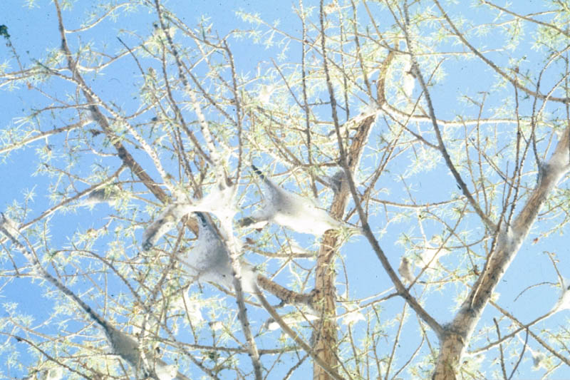 Tent Caterpillar damage