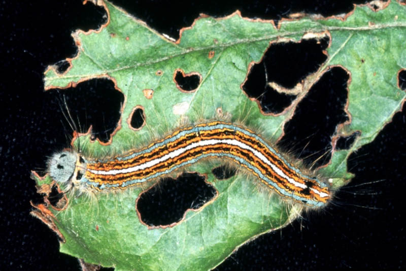 lackey moth Caterpillar damage