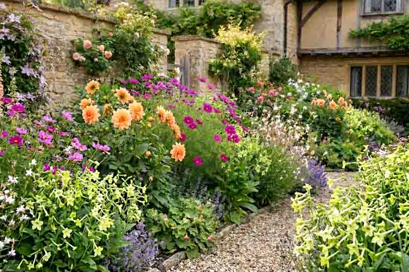 Cottage garden with dahlia, nicotinia, cosmos, gaura