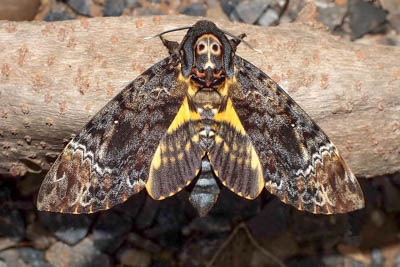 Sphinx Moth, Hawkmoth, Death's-head Hawk Moth