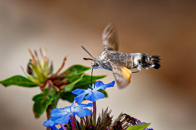 Sphinx Moth, , Hawkmoth, Hummingbird Hawk Moth