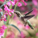 Hummingbird, Penstemon
