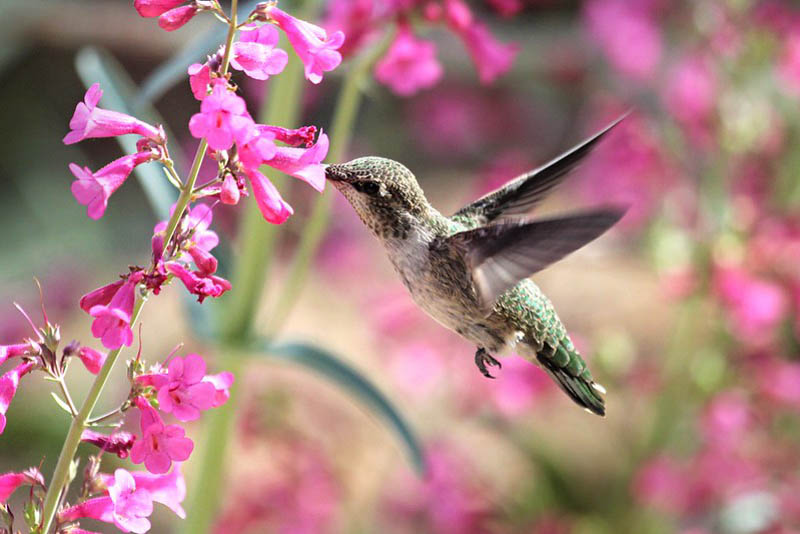 Hummingbird, Penstemon