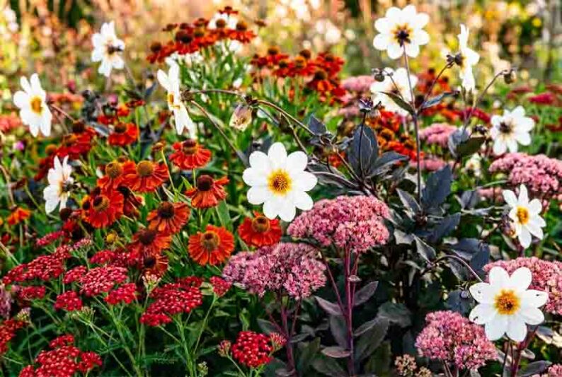 Late summer garden with Helenium 'Moreheim Beauty', Sedum Matron and Achillea 'Desert Eve Red', Dahlia 'Twyning's After Eight'
