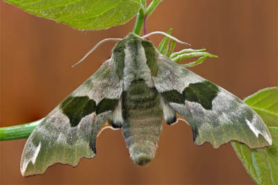 Sphinx Moth, Hawkmoth, Lime Hawk Moth