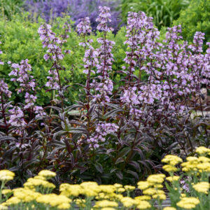 Penstemon 'Blackbeard', Foxglove Penstemon, Blackbeard Penstemon