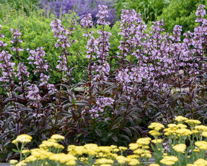 Penstemon 'Blackbeard', Foxglove Penstemon, Blackbeard Penstemon