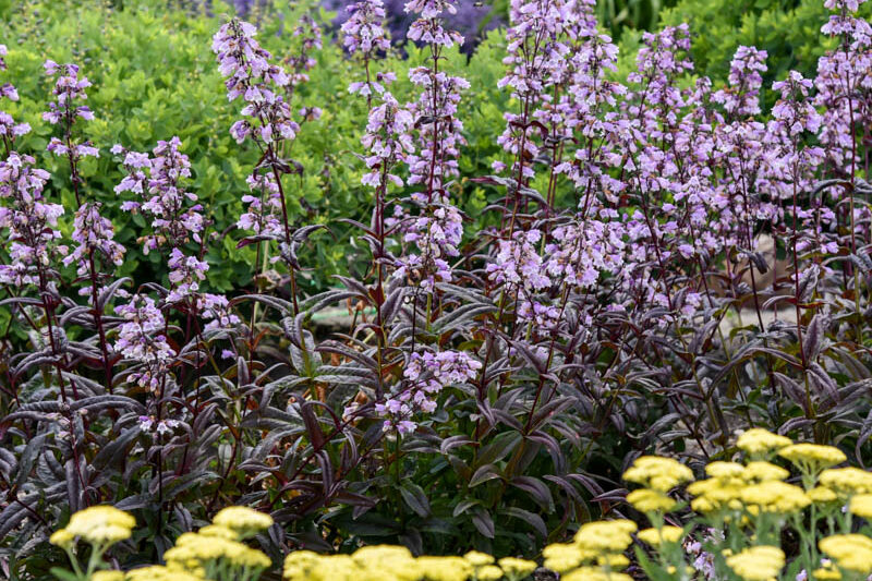 Penstemon 'Blackbeard', Foxglove Penstemon, Blackbeard Penstemon
