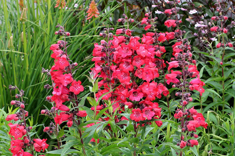 Penstemon CHA CHA Cherry, Red Penstemon, Red Beardtongue