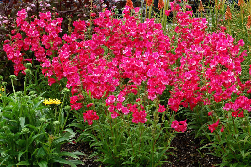 Penstemon CHA CHA Hot Pink, Pink Penstemon, Pink Beardtongue