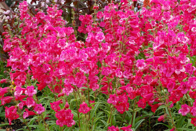 Penstemon CHA CHA Hot Pink, Pink Penstemon, Pink Beardtongue