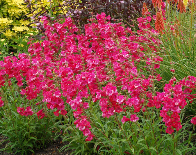 Penstemon CHA CHA Hot Pink, Pink Penstemon, Pink Beardtongue
