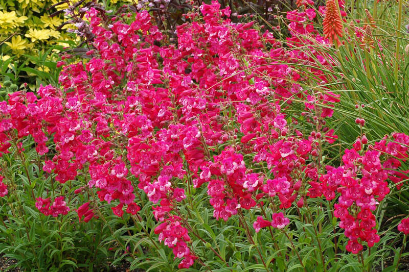 Penstemon CHA CHA Hot Pink, Pink Penstemon, Pink Beardtongue