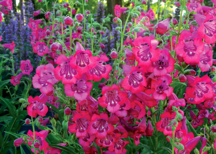 Penstemon CHA CHA Hot Pink, Pink Penstemon, Pink Beardtongue