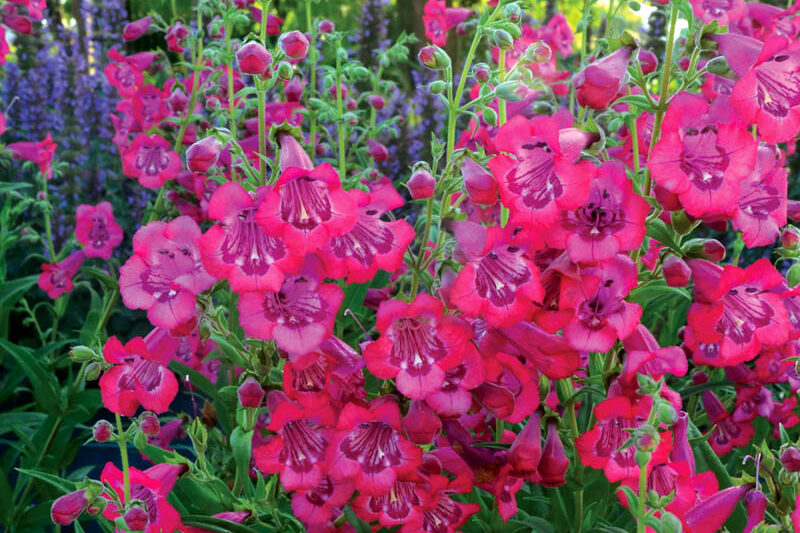 Penstemon CHA CHA Hot Pink, Pink Penstemon, Pink Beardtongue