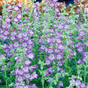 Penstemon CHA CHA Lavender, Lavender Penstemon, Lavender Beardtongue