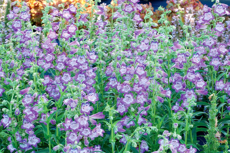 Penstemon CHA CHA Lavender, Lavender Penstemon, Lavender Beardtongue