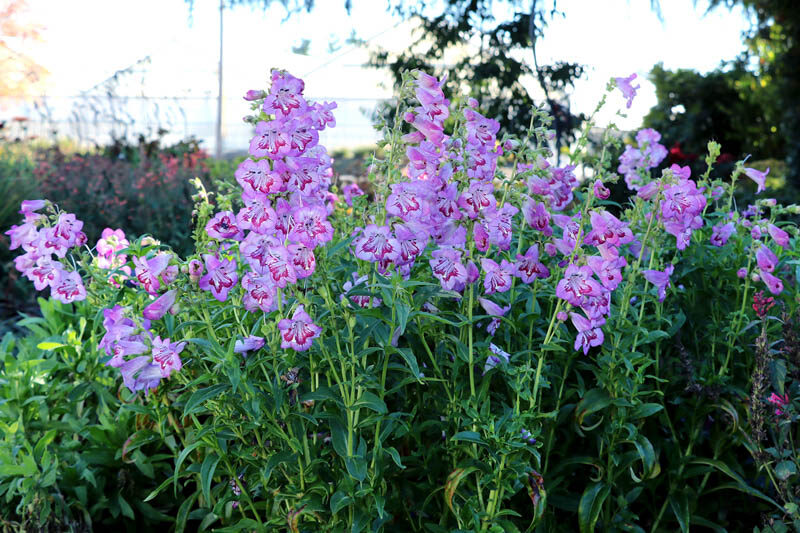 Penstemon CHA CHA Lavender, Lavender Penstemon, Lavender Beardtongue