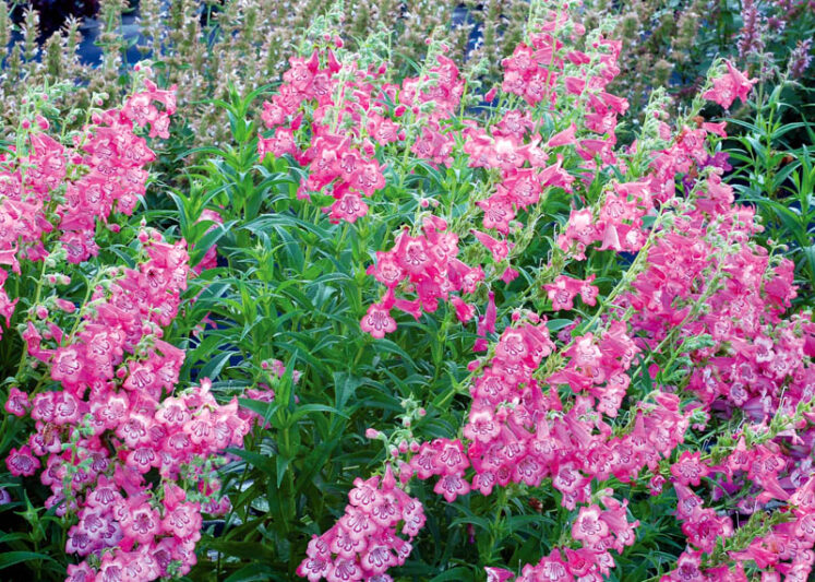 Penstemon CHA CHA Pink, Pink Penstemon, Pink Beardtongue