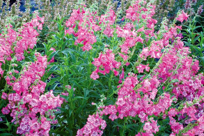 Penstemon CHA CHA Pink, Pink Penstemon, Pink Beardtongue