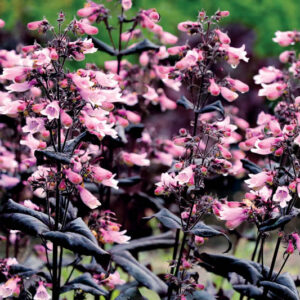 Penstemon 'Dakota Burgundy', Pink Penstemon, Pink Beardtongue, Dark Foliage Penstemon