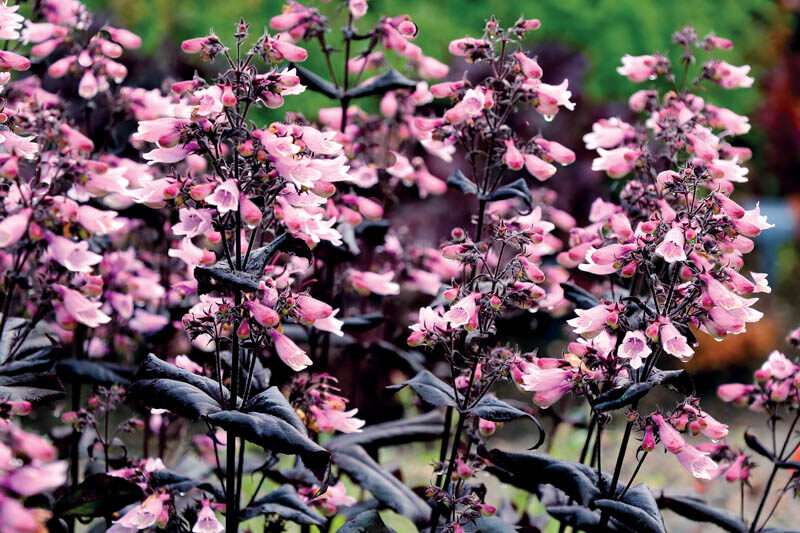 Penstemon 'Dakota Burgundy', Pink Penstemon, Pink Beardtongue, Dark Foliage Penstemon