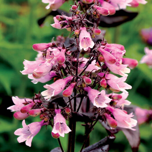 Penstemon 'Dakota Burgundy', Pink Penstemon, Pink Beardtongue, Dark Foliage Penstemon