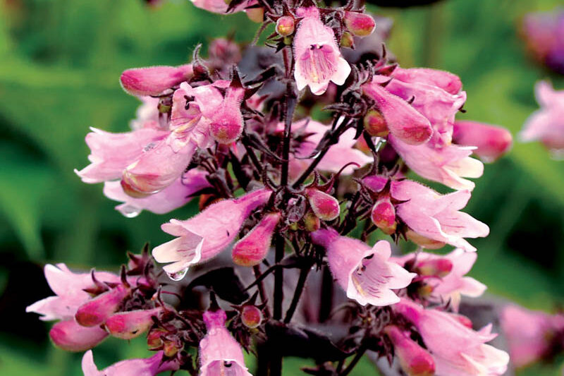 Dakota Burgundy Penstemon
